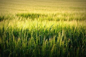 corn field