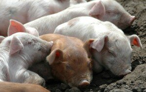 baby-pigs