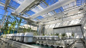 New greenhouses at Nebraska Innovation Campus will include a section where the plants--including full size corn plants--are shuttled on a rail system and photographed by a broad spectrum camera. Photo by Craig Chandler / University Communications