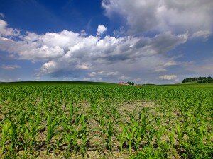 cornfield under a blue sky