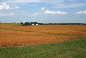 nebraska corn field