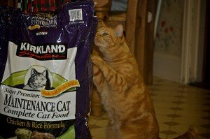 cat checking out kirkland cat food